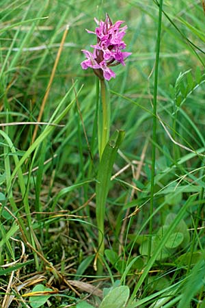 Dactylorhiza traunsteinerioides \ Traunsteiner-ähnliche Fingerwurz / Pugsley's Marsh Orchid, GB  Oxford 13.6.1999 