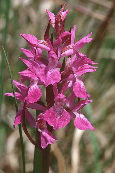 Dactylorhiza traunsteinerioides \ Traunsteiner-ähnliche Fingerwurz / Pugsley's Marsh Orchid, GB  Oxford 13.6.1999 