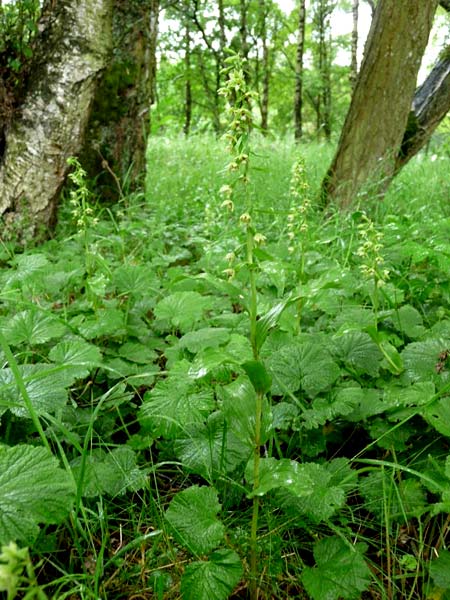 Epipactis dunensis subsp. tynensis \ Tyne-Ständelwurz / Tyne Helleborine, GB  Slaggyford 16.7.2014 (Photo: Christoph Gerbersmann)
