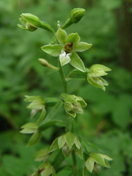 Epipactis dunensis subsp. tynensis \ Tyne-Ständelwurz / Tyne Helleborine, GB  Beltingham 16.7.2014 (Photo: Christoph Gerbersmann)