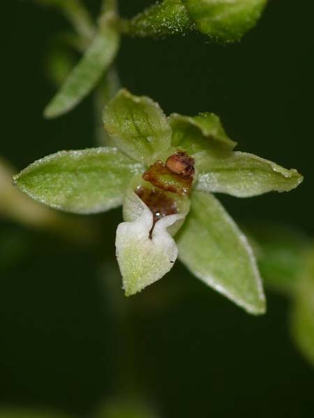 Epipactis dunensis subsp. tynensis \ Tyne-Ständelwurz / Tyne Helleborine, GB  Beltingham 16.7.2014 (Photo: Christoph Gerbersmann)