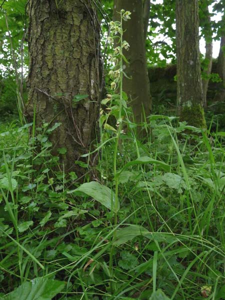 Epipactis dunensis subsp. tynensis \ Tyne-Ständelwurz / Tyne Helleborine, GB  Beltingham 16.7.2014 (Photo: Christoph Gerbersmann)