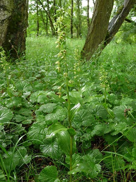 Epipactis dunensis subsp. tynensis \ Tyne-Ständelwurz / Tyne Helleborine, GB  Slaggyford 16.7.2014 (Photo: Christoph Gerbersmann)