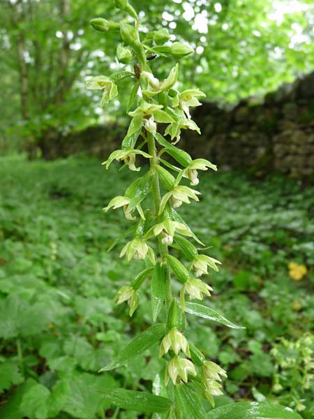 Epipactis dunensis subsp. tynensis \ Tyne-Ständelwurz / Tyne Helleborine, GB  Slaggyford 16.7.2014 (Photo: Christoph Gerbersmann)