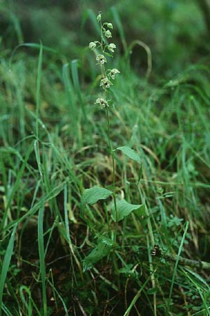 Epipactis youngiana \ Youngs Ständelwurz / Young's Helleborine, GB  Northumberland Hexham 31.7.1998 