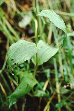 Epipactis youngiana \ Youngs Ständelwurz / Young's Helleborine, GB  Northumberland Hexham 31.7.1998 