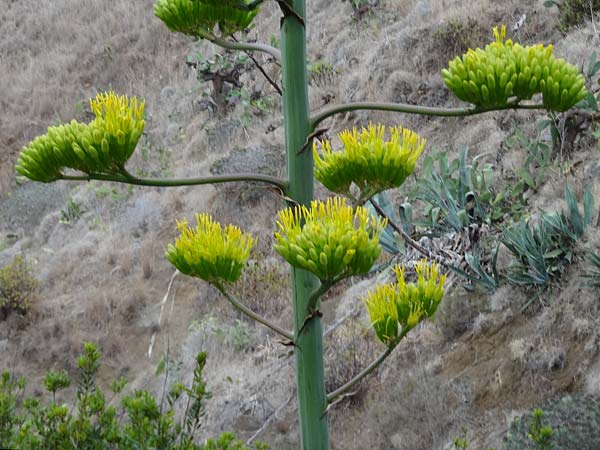 Agave americana \ Amerikanische Agave / American Agave, La Gomera Hermigua 4.8.2015 (Photo: Markus Schrade)