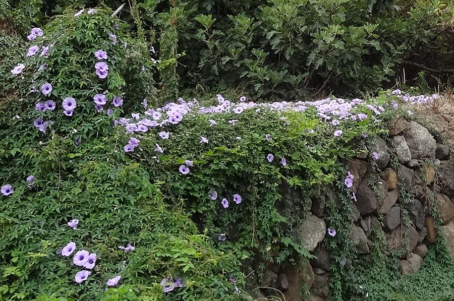 Ipomoea cairica \ Prunk-Winde / Morning Glory, Messina Creeper, La Gomera Hermigua 4.8.2015 (Photo: Markus Schrade)