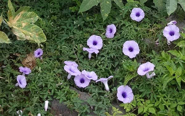 Ipomoea cairica \ Prunk-Winde, La Gomera Hermigua 4.8.2015 (Photo: Markus Schrade)