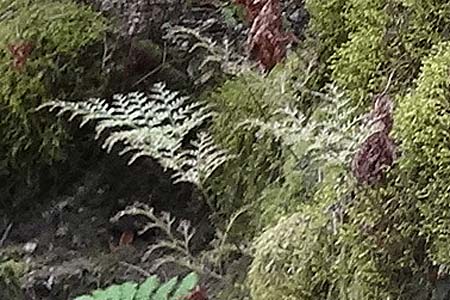 Davallia canariensis \ Kanaren-Davallia, Kanarischer Hasenpfoten-Farn / Rabbit's-Foot Fern, La Gomera NP Garajonay 5.8.2015 (Photo: Markus Schrade)