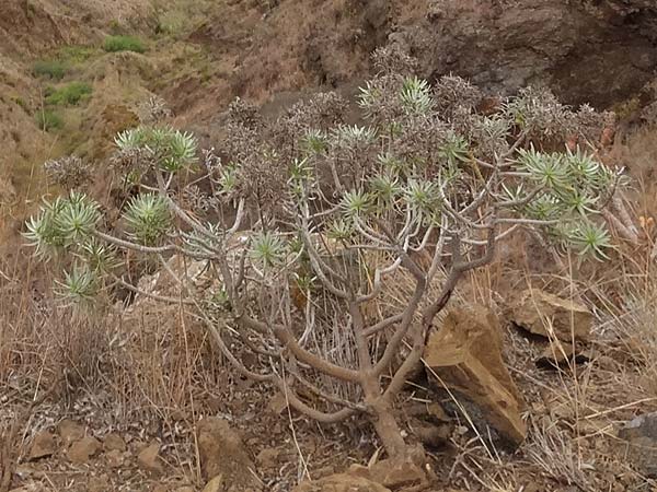 Euphorbia broussonetii \ Broussonets Wolfsmilch / Broussonet's Spurge, La Gomera Hermigua 4.8.2015 (Photo: Markus Schrade)