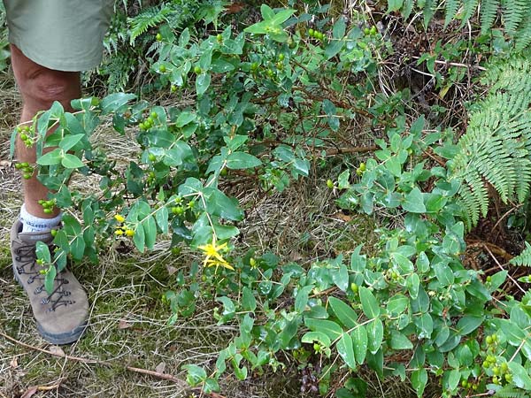 Hypericum grandifolium \ Groblttriges Johanniskraut / Large-Leaved Canary St. John's-Wort, La Gomera NP Garajonay 5.8.2015 (Photo: Markus Schrade)
