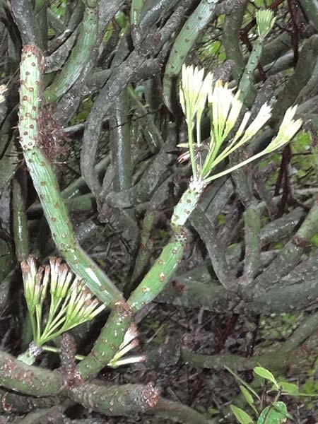 Kleinia neriifolia \ Oleanderblttrige Kleinie, Affenpalme / Canary Island Candle Plant, La Gomera Vallehermoso 8.8.2015 (Photo: Markus Schrade)