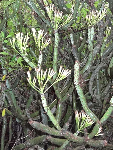 Kleinia neriifolia \ Oleanderblttrige Kleinie, Affenpalme / Canary Island Candle Plant, La Gomera Vallehermoso 8.8.2015 (Photo: Markus Schrade)