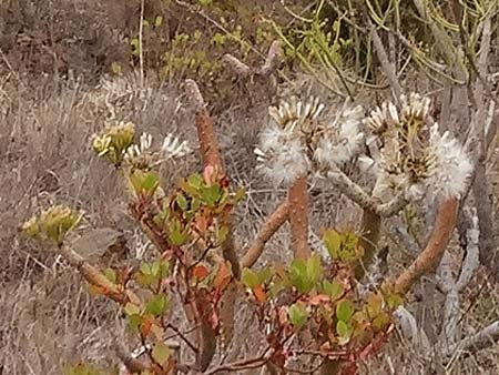 Kleinia neriifolia \ Oleanderblttrige Kleinie, Affenpalme, La Gomera Hermigua 4.8.2015 (Photo: Markus Schrade)