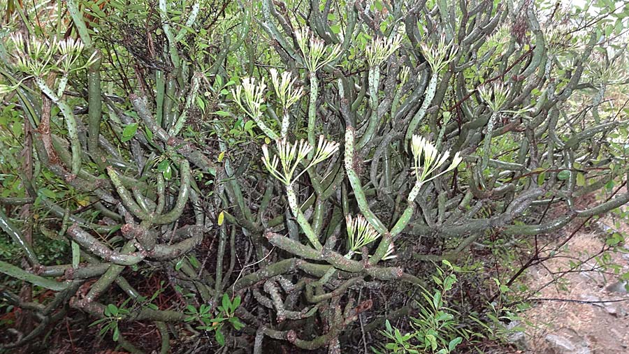 Kleinia neriifolia \ Oleanderblttrige Kleinie, Affenpalme / Canary Island Candle Plant, La Gomera Vallehermoso 8.8.2015 (Photo: Markus Schrade)