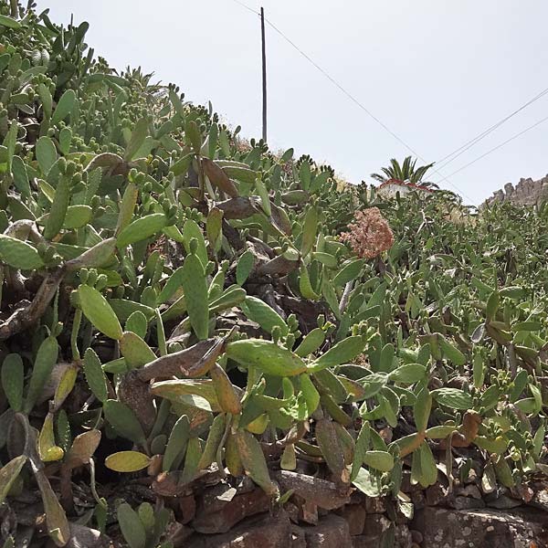 Opuntia ficus-indica \ Echter Feigenkaktus, La Gomera Chipude 7.8.2015 (Photo: Markus Schrade)