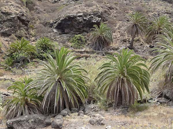 Phoenix canariensis \ Kanarische Dattelpalme / Canarian Date Palm, La Gomera Hermigua 4.8.2015 (Photo: Markus Schrade)