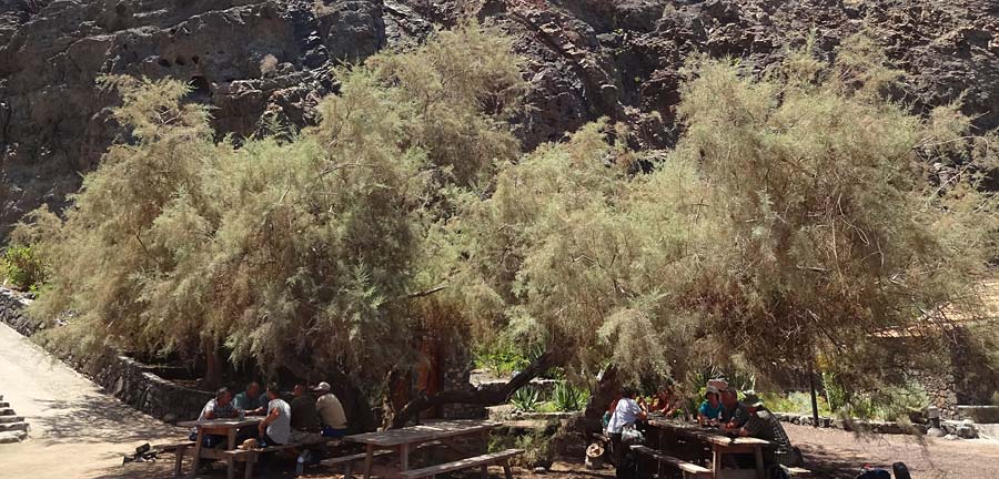 Tamarix africana / African Tamarisk, La Gomera Hermigua 4.8.2015 (Photo: Markus Schrade)