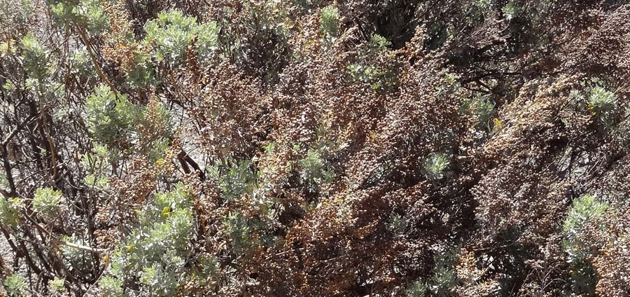 Artemisia canariensis ? \ Kanaren-Beifu / Canary Wormwood, Incienso, La Gomera Las Hayas 6.8.2015 (Photo: Markus Schrade)