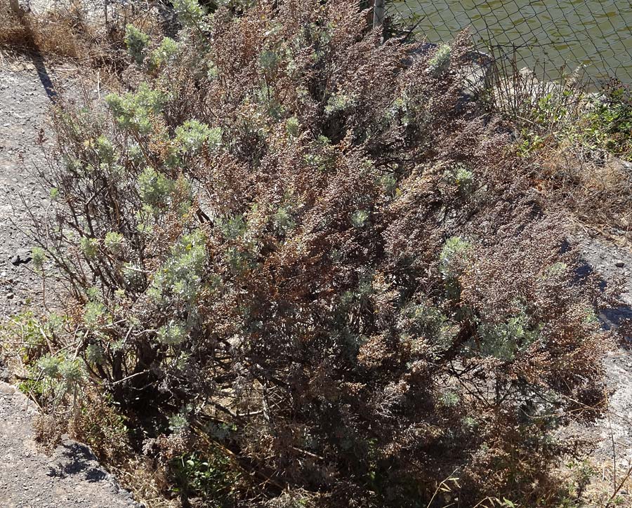 Artemisia canariensis ? \ Kanaren-Beifuß, La Gomera Las Hayas 6.8.2015 (Photo: Markus Schrade)
