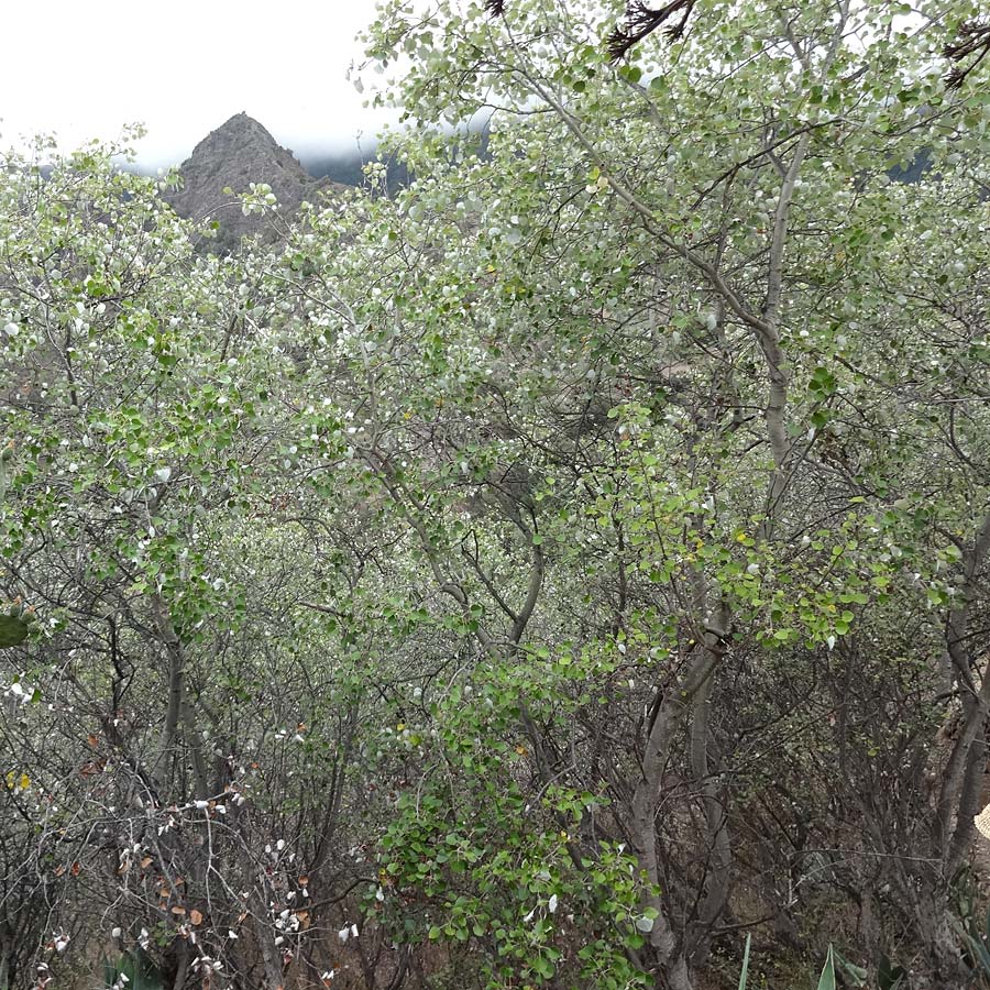 Populus alba \ Silber-Pappel / White Poplar, La Gomera Hermigua 4.8.2015 (Photo: Markus Schrade)