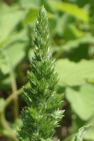 Amaranthus patulus / Smooth Pigweed, GR Euboea (Evia), Kanatadika 25.8.2017