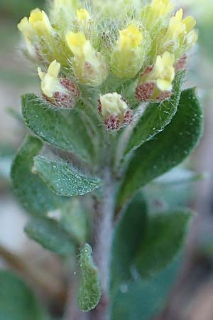 Alyssum simplex / Common Alison, GR Parnitha 22.3.2019