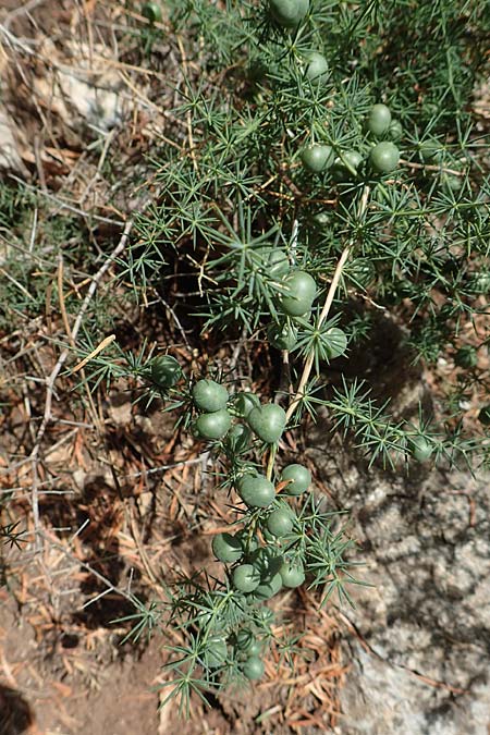 Asparagus acutifolius \ Strauchiger Spargel / Sharp-Leaved Asparagus, GR Euboea (Evia), Drimona 30.8.2017