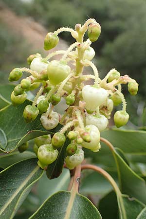 Arbutus andrachne \ stlicher Erdbeerbaum / Grecian Strawberry Tree, Greek Strawberry Tree, GR Hymettos 20.3.2019