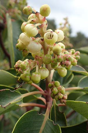 Arbutus andrachne \ stlicher Erdbeerbaum / Grecian Strawberry Tree, Greek Strawberry Tree, GR Hymettos 20.3.2019