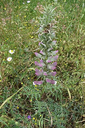 Acanthus spinosus \ Dorniger Akanthus, Dornige Brenklaue / Spiny Bear's Breech, GR Igoumenitsa 13.5.2008