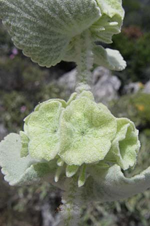 Ballota acetabulosa \ Napf-Schwarznessel / False Dittany, Greek Horehound, GR Hymettos 20.5.2008