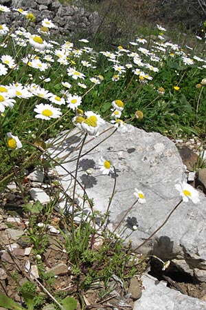 Anthemis chia \ Chios-Hundskamille, GR Peloponnes, Figalia 29.3.2013