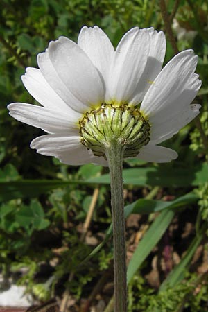 Anthemis chia \ Chios-Hundskamille, GR Peloponnes, Figalia 29.3.2013