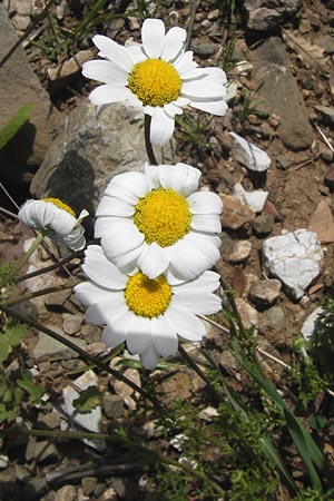 Anthemis chia \ Chios-Hundskamille / Chios Chamomile, GR Peloponnes, Figalia 29.3.2013