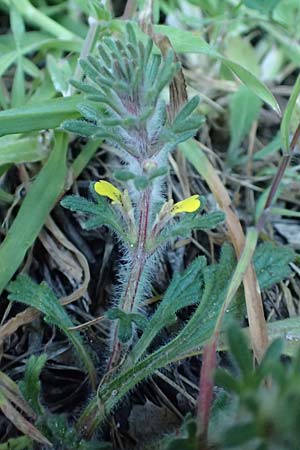 Ajuga chamaepitys subsp. chia \ stlicher Gelber Gnsel / Eastern Ground Pine, GR Parnitha 22.3.2019