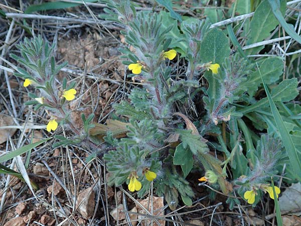 Ajuga chamaepitys subsp. chia \ stlicher Gelber Gnsel / Eastern Ground Pine, GR Parnitha 22.3.2019