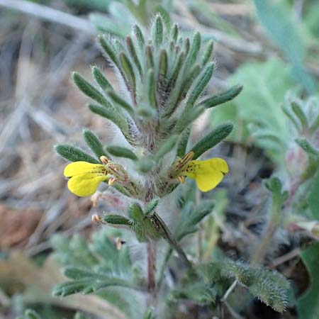 Ajuga chamaepitys subsp. chia \ stlicher Gelber Gnsel / Eastern Ground Pine, GR Parnitha 22.3.2019