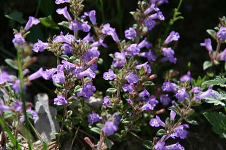 Clinopodium alpinum subsp. meridionale \ Sdlicher Alpen-Steinquendel / Southern Alpine Calamint, GR Peloponnes, Kyllini-Massiv / Peloponnese, Mount Kyllini 26.5.2014 (Photo: Gisela Nikolopoulou)