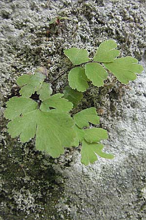 Adiantum capillus-veneris \ Venushaar, Echter Frauenhaar-Farn / Maidenhair Fern, GR Parga 24.8.2007