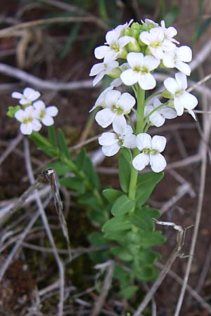 Aethionema saxatile \ Steintschel / Burnt Candytuft, GR Timfi 17.5.2008