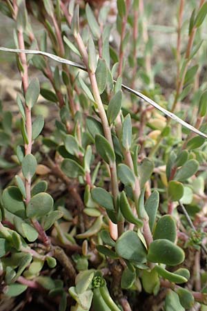Aethionema saxatile subsp. graecum \ Griechisches Steintschel, GR Hymettos 20.3.2019
