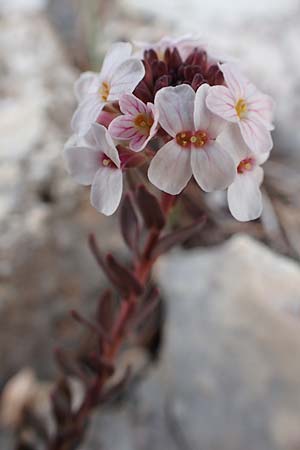 Aethionema saxatile subsp. graecum \ Griechisches Steintschel, GR Parnitha 22.3.2019