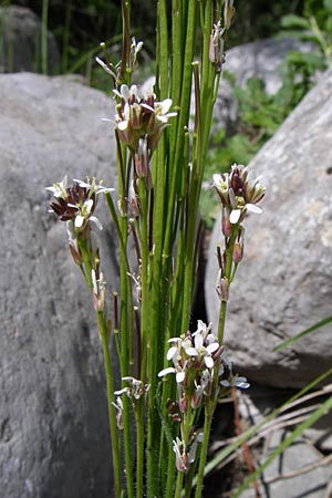 Arabis hirsuta / Hairy Rock-Cress, GR Zagoria, Kipi 18.5.2008