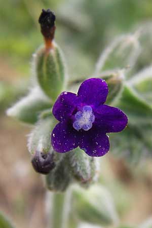 Anchusa hybrida \ Gewellte Ochsenzunge, Hybrid-Ochsenzunge / Undulate Bugloss, GR Peloponnes, Strofilia-Wald bei Kalogria / Peloponnese, Strofilia Forest near Kalogria 27.3.2013