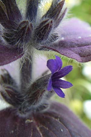 Ajuga orientalis \ stlicher Gnsel, Orientalischer Gnsel, GR Zagoria, Monodendri 14.5.2008