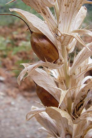 Acanthus spinosus \ Dorniger Akanthus, Dornige Brenklaue, GR Euboea (Evia), Kalianou 29.8.2014