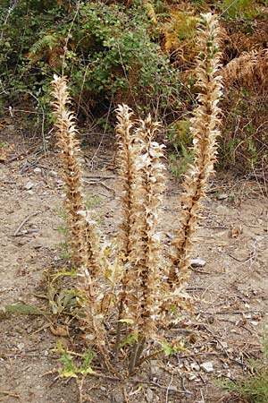 Acanthus spinosus \ Dorniger Akanthus, Dornige Brenklaue, GR Euboea (Evia), Kalianou 29.8.2014