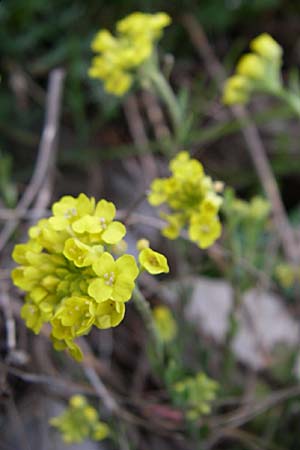 Alyssum montanum / Mountain Alison, Mountain Madwort, GR Joannina 14.5.2008